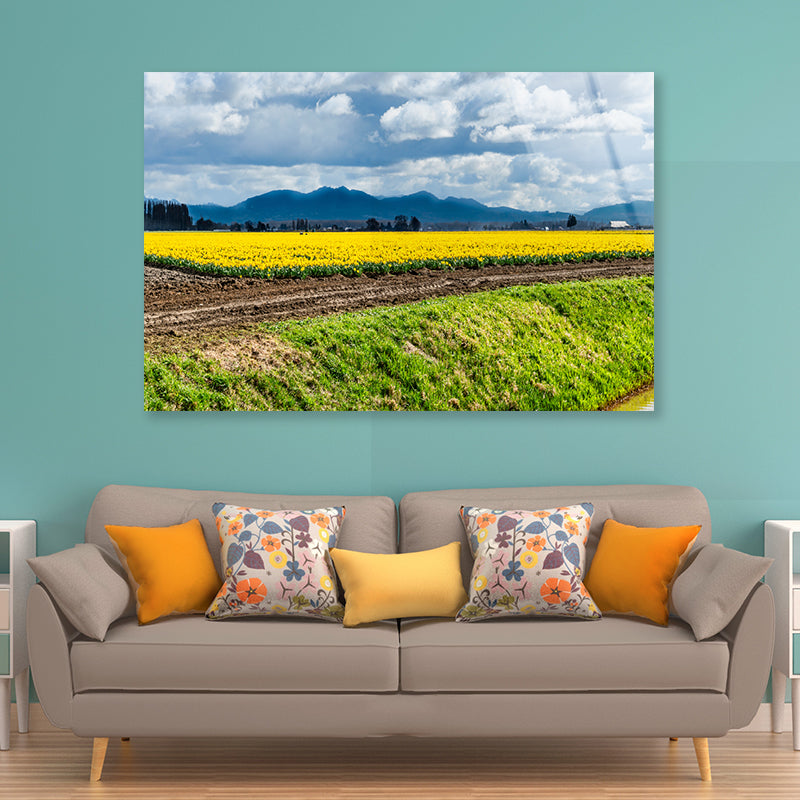 Field Of Yellow Flowers with Sky Acrylic Glass Print Tempered Glass Wall Art 100% Made in Australia Ready to Hang - Bella Home Decor