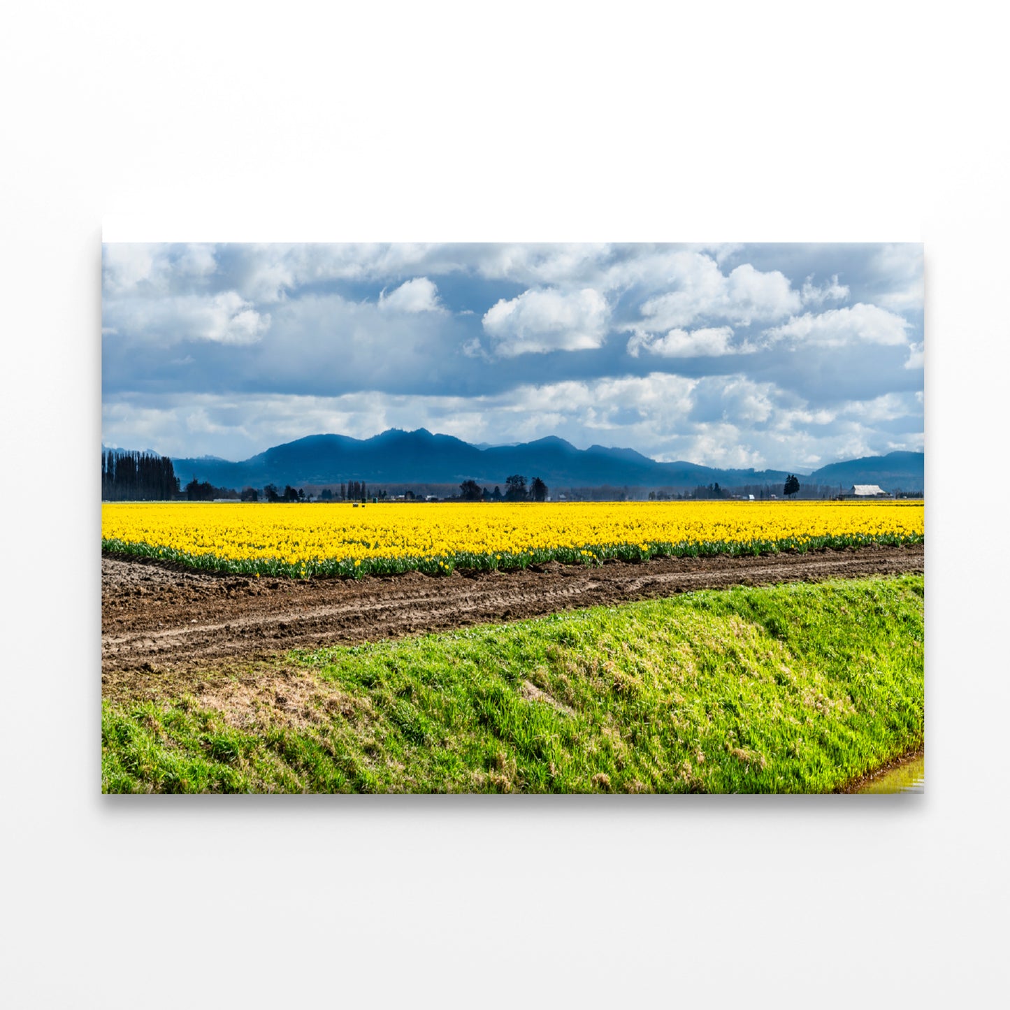 Field Of Yellow Flowers with Sky Print 100% Australian Made - Bella Home Decor