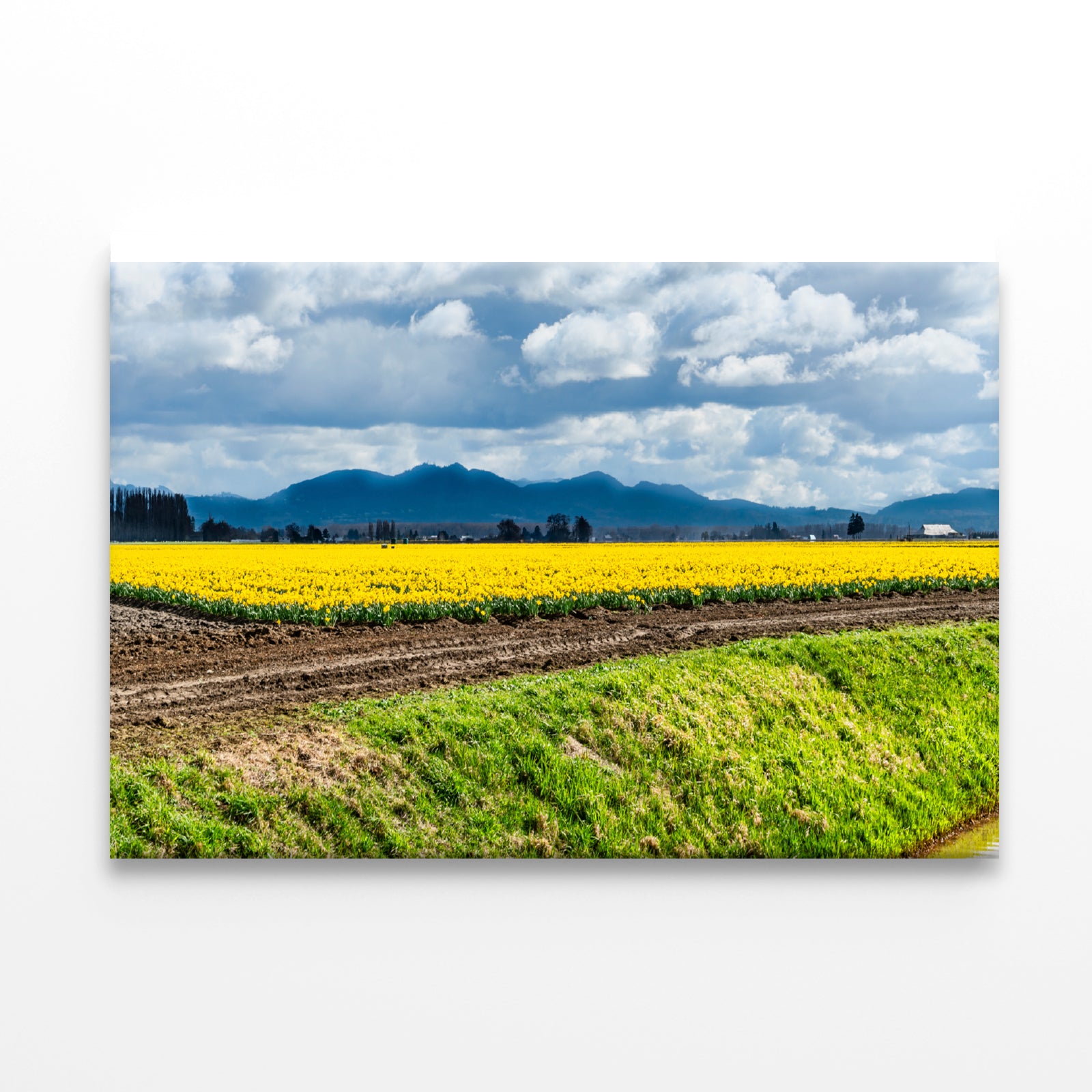 Field Of Yellow Flowers with Sky Print 100% Australian Made - Bella Home Decor