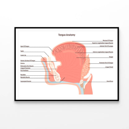 Anatomy Of the Mouth and Tongue Side View Home Decor Premium Quality Poster Print Choose Your Sizes