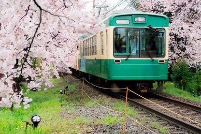 Japan Green Train Cherry Blossom Wall Art Decor 100% Australian Made
