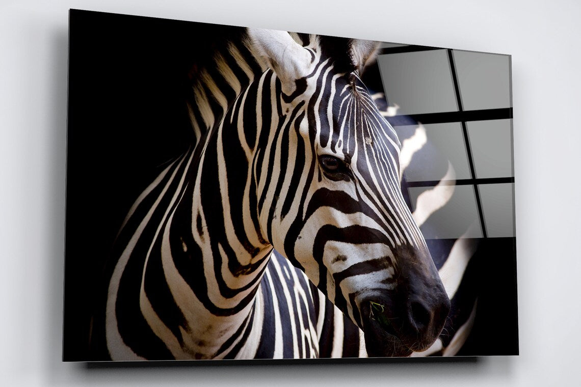 African Zebra Acrylic Glass Print Tempered Glass Wall Art 100% Made in Australia Ready to Hang