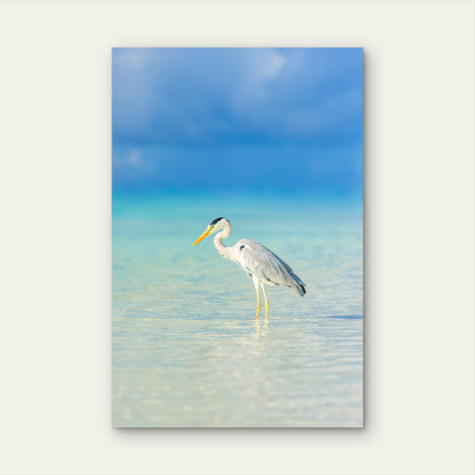 Grey Heron Wetland Bird Lagoon 60x90cm Metal Print Ready to Hang