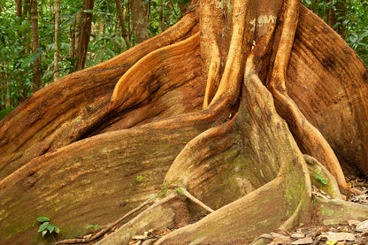 Daintree Rainforest Queensland Buttress Roots Wall Art Decor 100% Australian Made