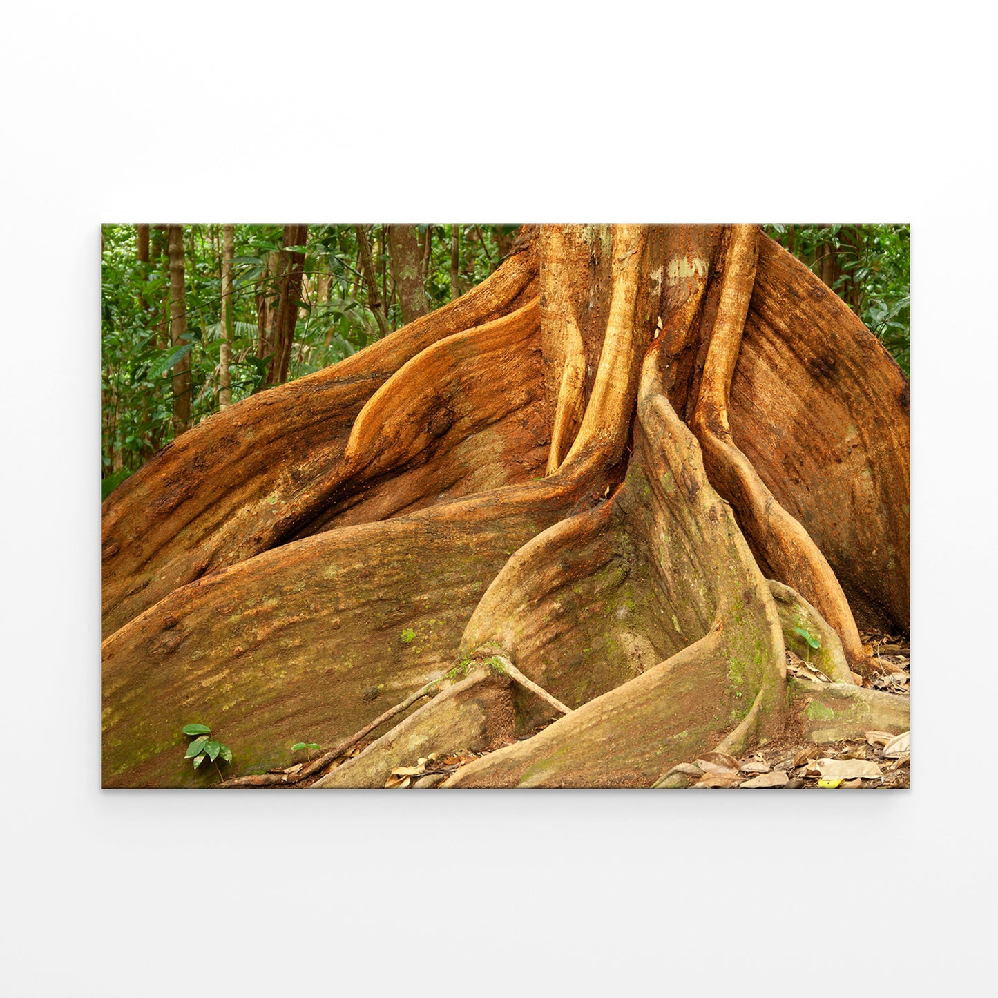Daintree Rainforest Queensland Buttress Roots Wall Art Decor 100% Australian Made