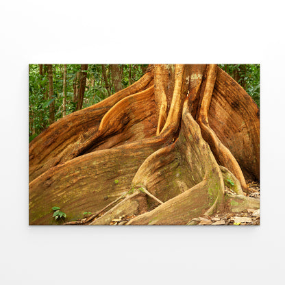 Daintree Rainforest Queensland Buttress Roots Wall Art Decor 100% Australian Made