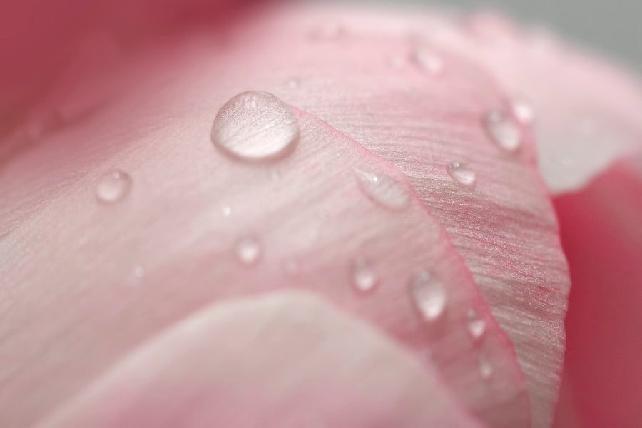 Pink Flower With Water Drops Acrylic Glass Print Tempered Glass Wall Art 100% Made in Australia Ready to Hang