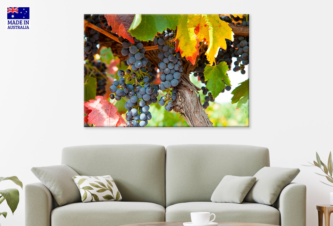 Vineyards of Barossa Valley South Australia Wall Art Decor 100% Australian Made