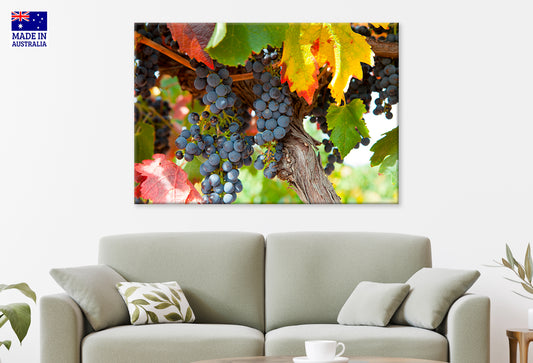 Vineyards of Barossa Valley South Australia Wall Art Decor 100% Australian Made