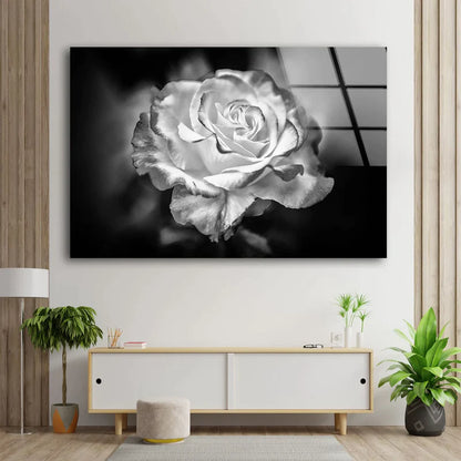 Rose Flower Closeup UV Direct Aluminum Print Australian Made Quality