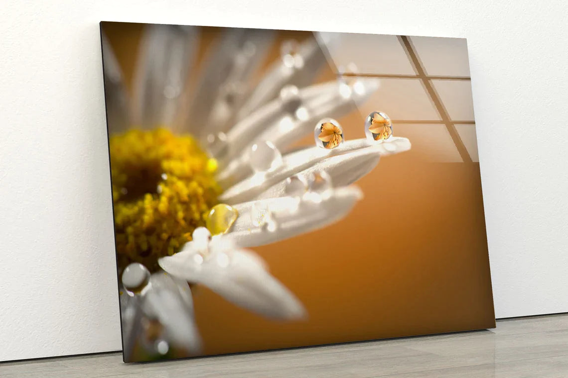 Waterdrops on Daisy UV Direct Aluminum Print Australian Made Quality