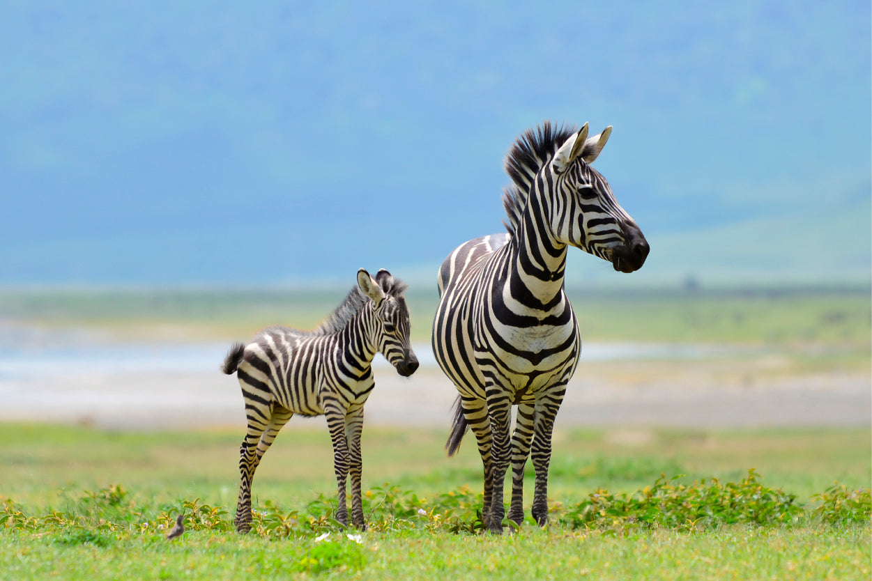 Zebra With Young Foal in African Savanna Wall Art Decor 100% Australian Made