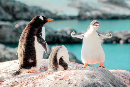 Cute Gentoo Baby Penguins on Rocks Black and White Birds  Wall Art Decor 100% Australian Made