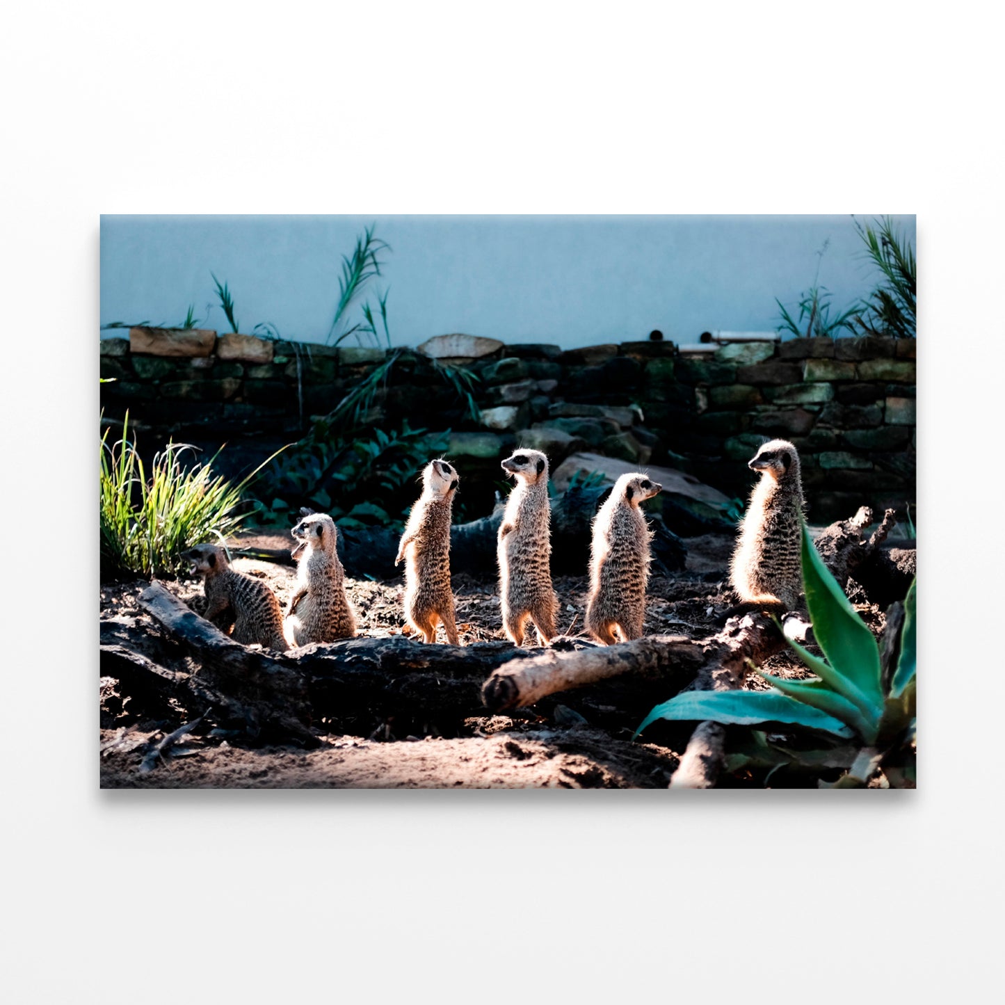 Meerkats at Taronga Zoo Sydney Wall Art Decor 100% Australian Made