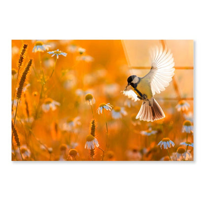 Little Bird Yellow Tit Flies Over a Field  Acrylic Glass Print Tempered Glass Wall Art 100% Made in Australia Ready to Hang