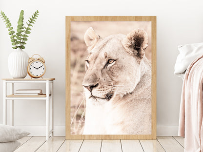 Lioness Side View Faded Photograph Glass Framed Wall Art, Ready to Hang Quality Print Without White Border Oak