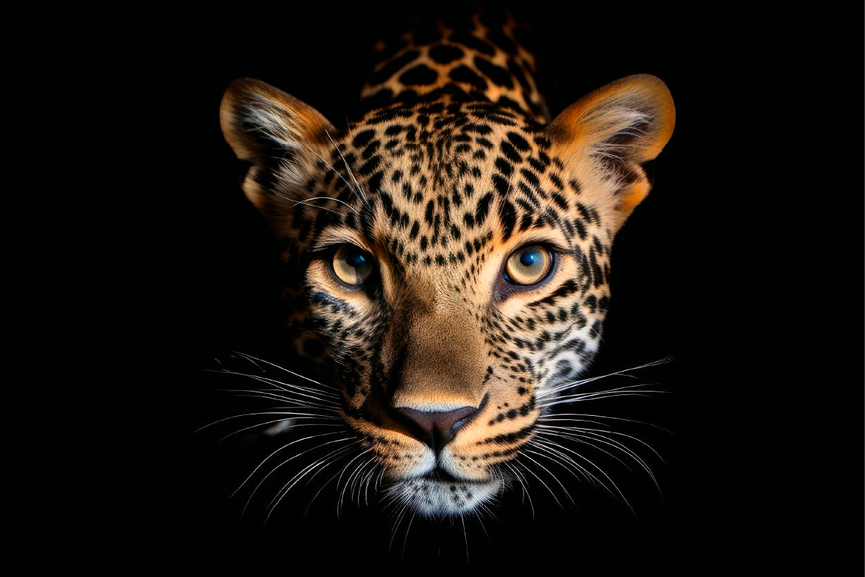 Leopard Isolated on Black Portrait Wildlife Animal Wall Art Decor 100% Australian Made