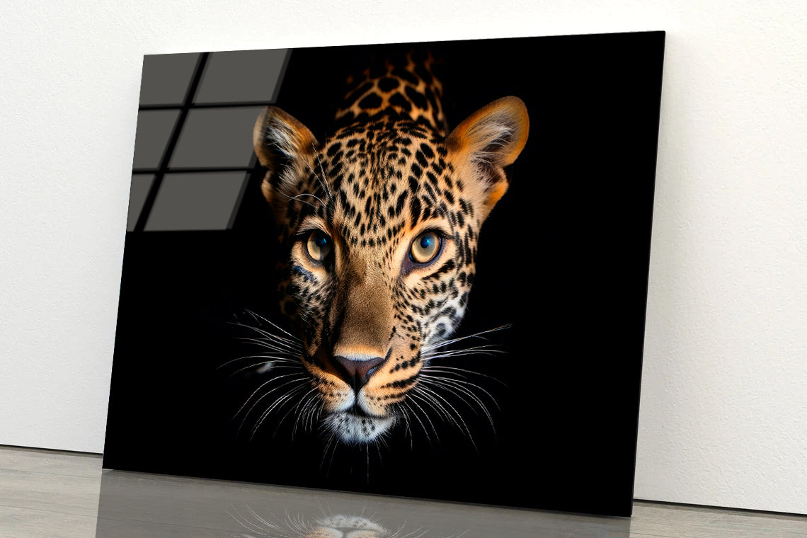 Leopard Isolated on Black Portrait Wildlife Animal Acrylic Glass Print Tempered Glass Wall Art 100% Made in Australia Ready to Hang