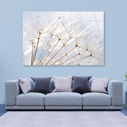 Water Droplet on Dandelion Seeds Acrylic Glass Print Tempered Glass Wall Art 100% Made in Australia Ready to Hang