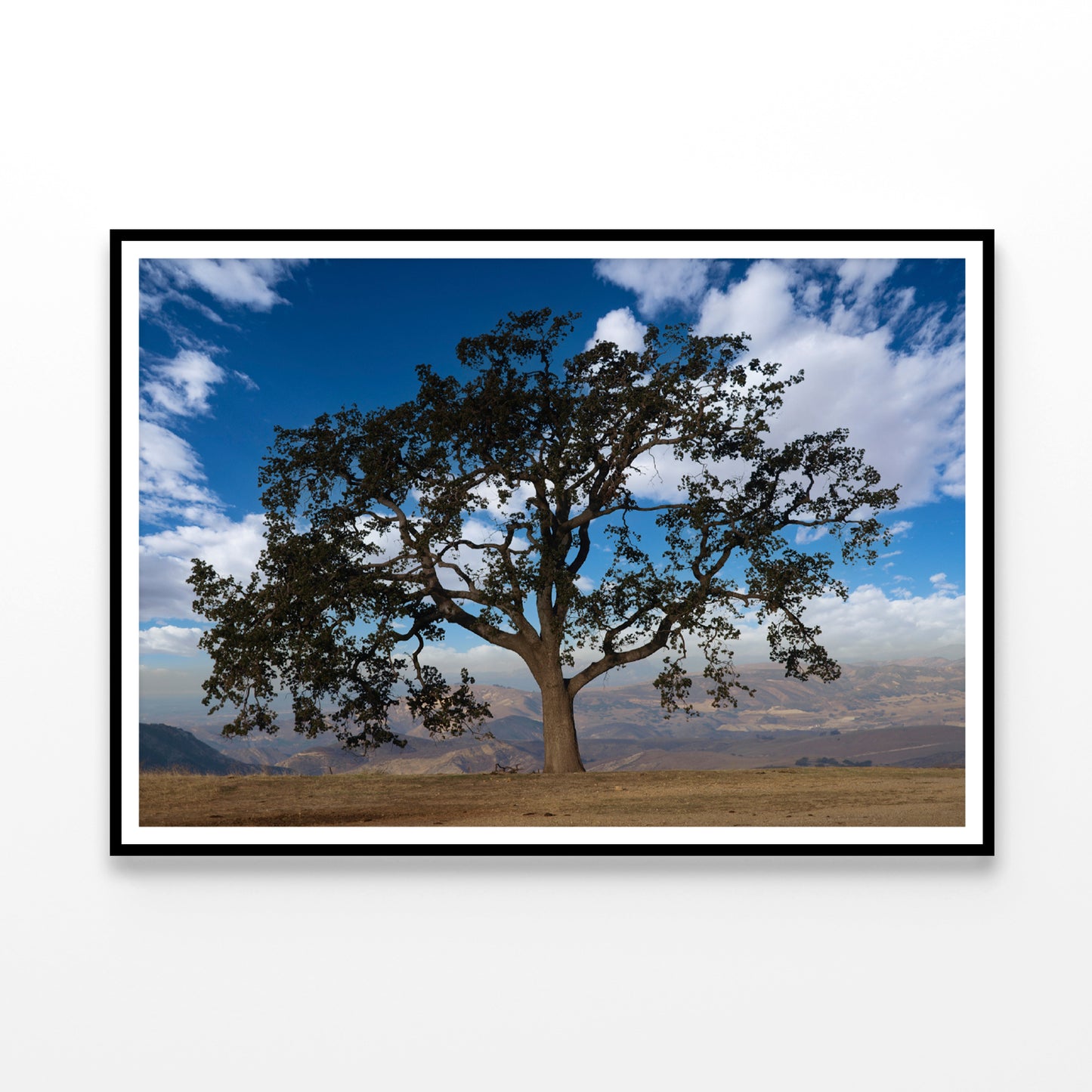 Lone Oak Tree with Clouds in California Home Decor Premium Quality Poster Print Choose Your Sizes