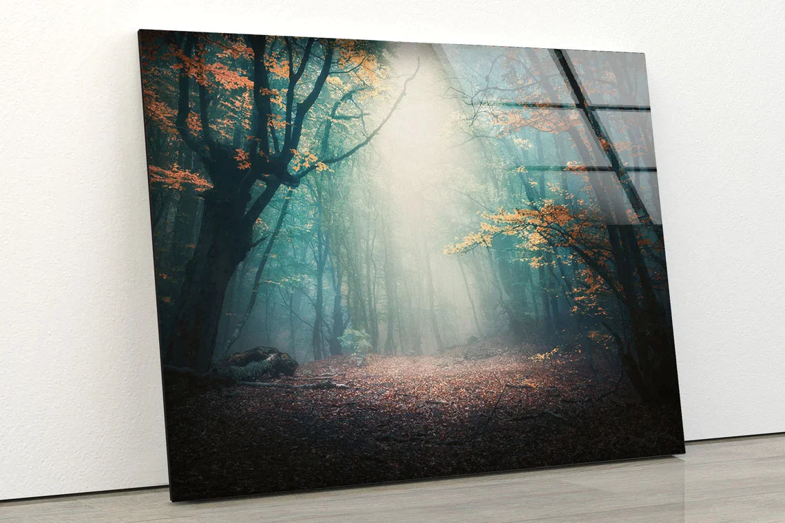 Misty Autumn Forest UV Direct Aluminum Print Australian Made Quality