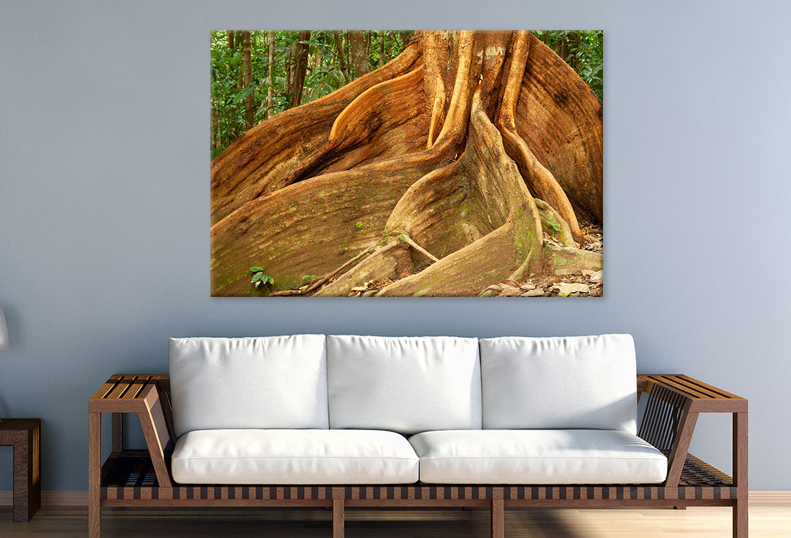 Daintree Rainforest Queensland Buttress Roots Wall Art Decor 100% Australian Made