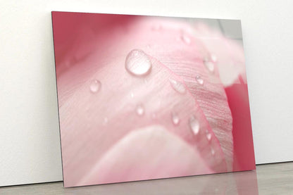 Pink Flower With Water Drops Acrylic Glass Print Tempered Glass Wall Art 100% Made in Australia Ready to Hang