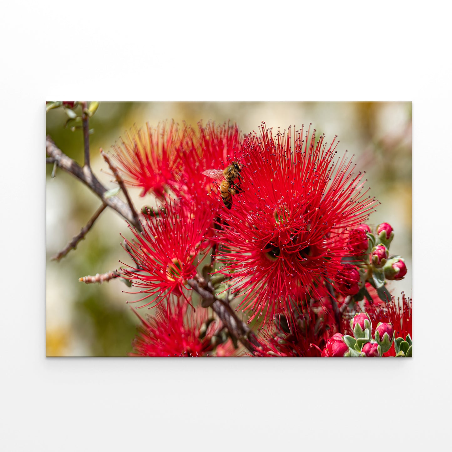 Kings Park and Botanic Garden Perth Water View Wall Art Decor 100% Australian Made