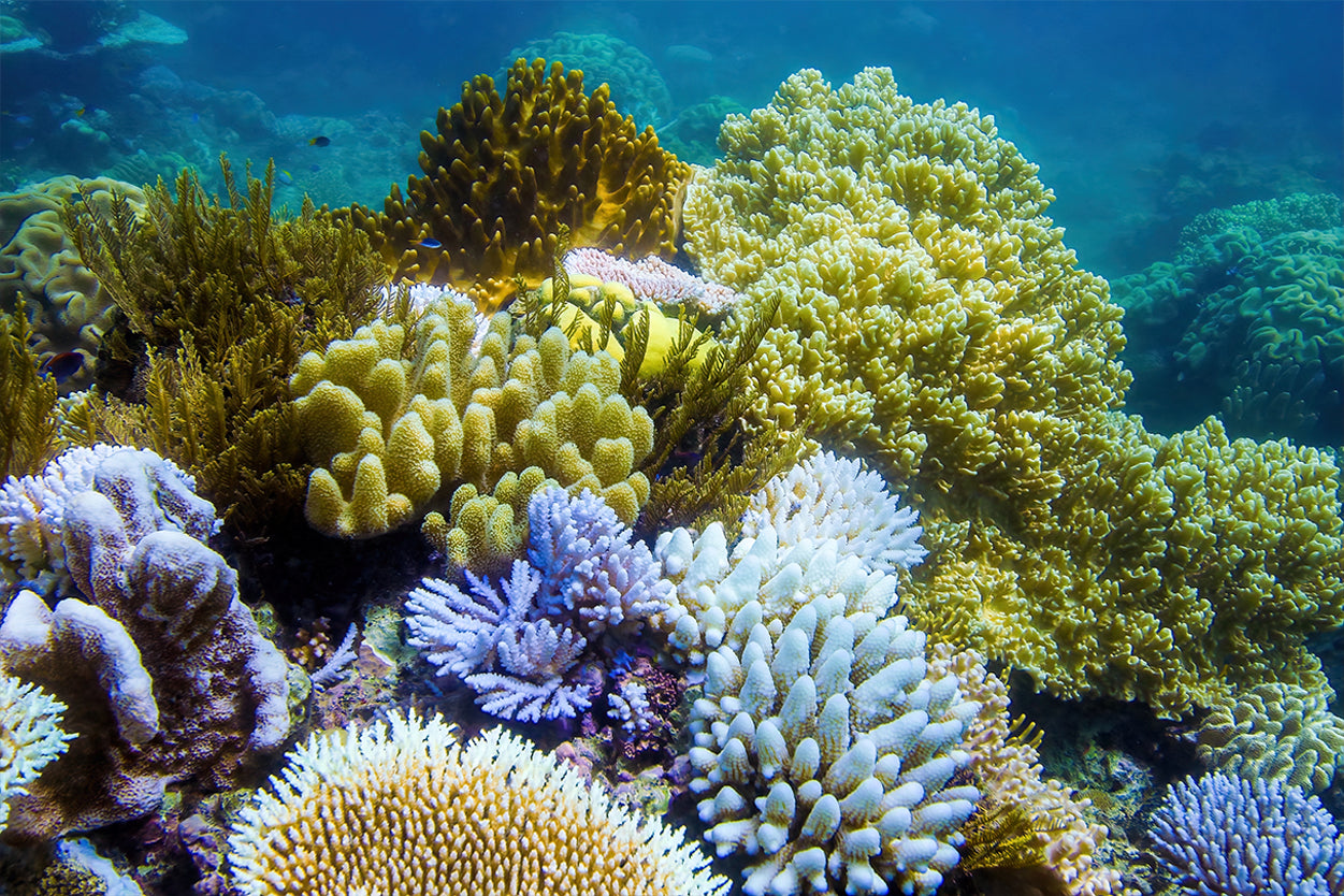 Great Barrier Reef Coral Underwater View Queensland Wall Art Decor 100% Australian Made