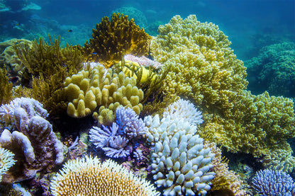 Great Barrier Reef Coral Underwater View Queensland Wall Art Decor 100% Australian Made