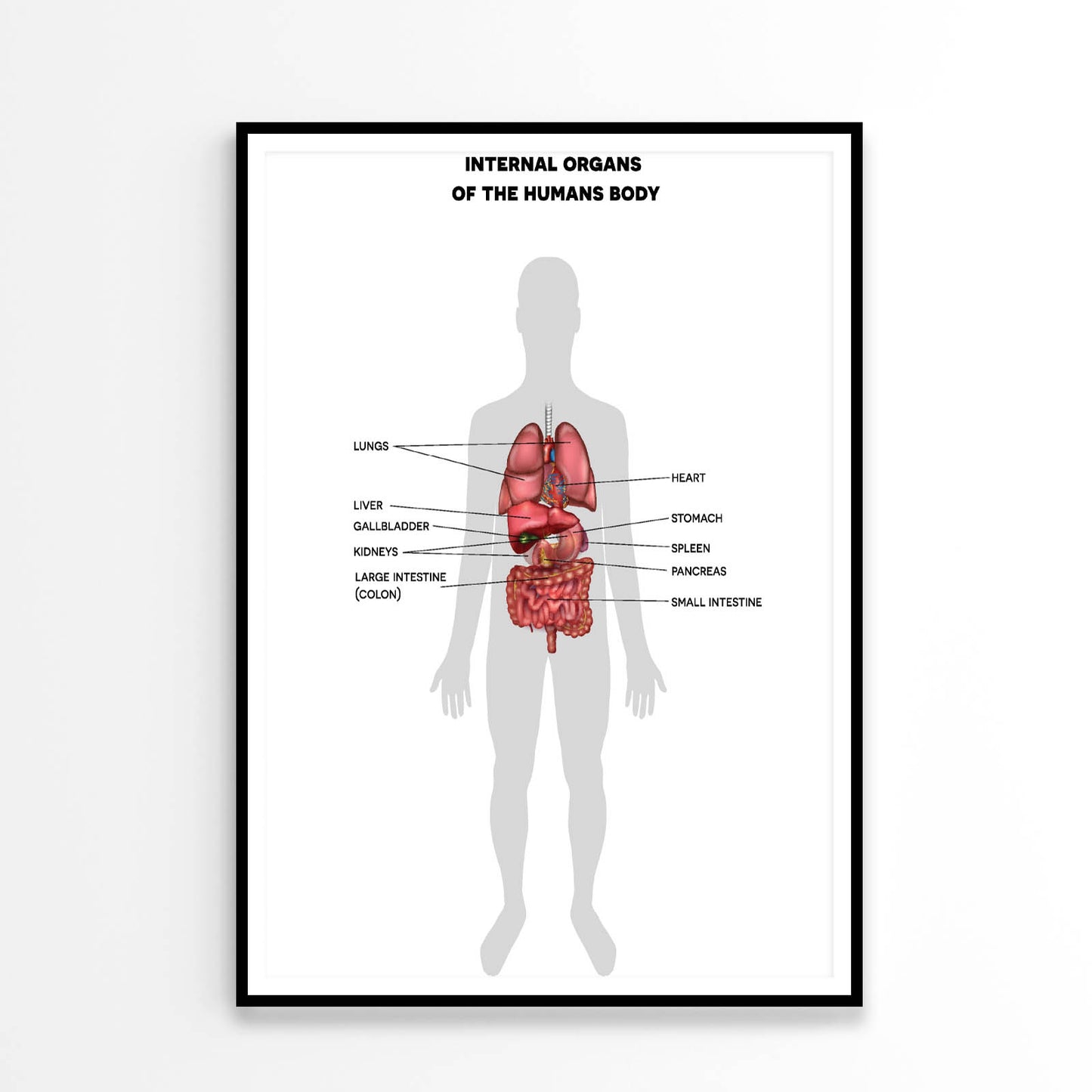 Human Internal Organs Info Illustration Home Decor Premium Quality Poster Print Choose Your Sizes