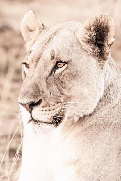 Lioness Side View Faded Photograph Glass Framed Wall Art, Ready to Hang Quality Print