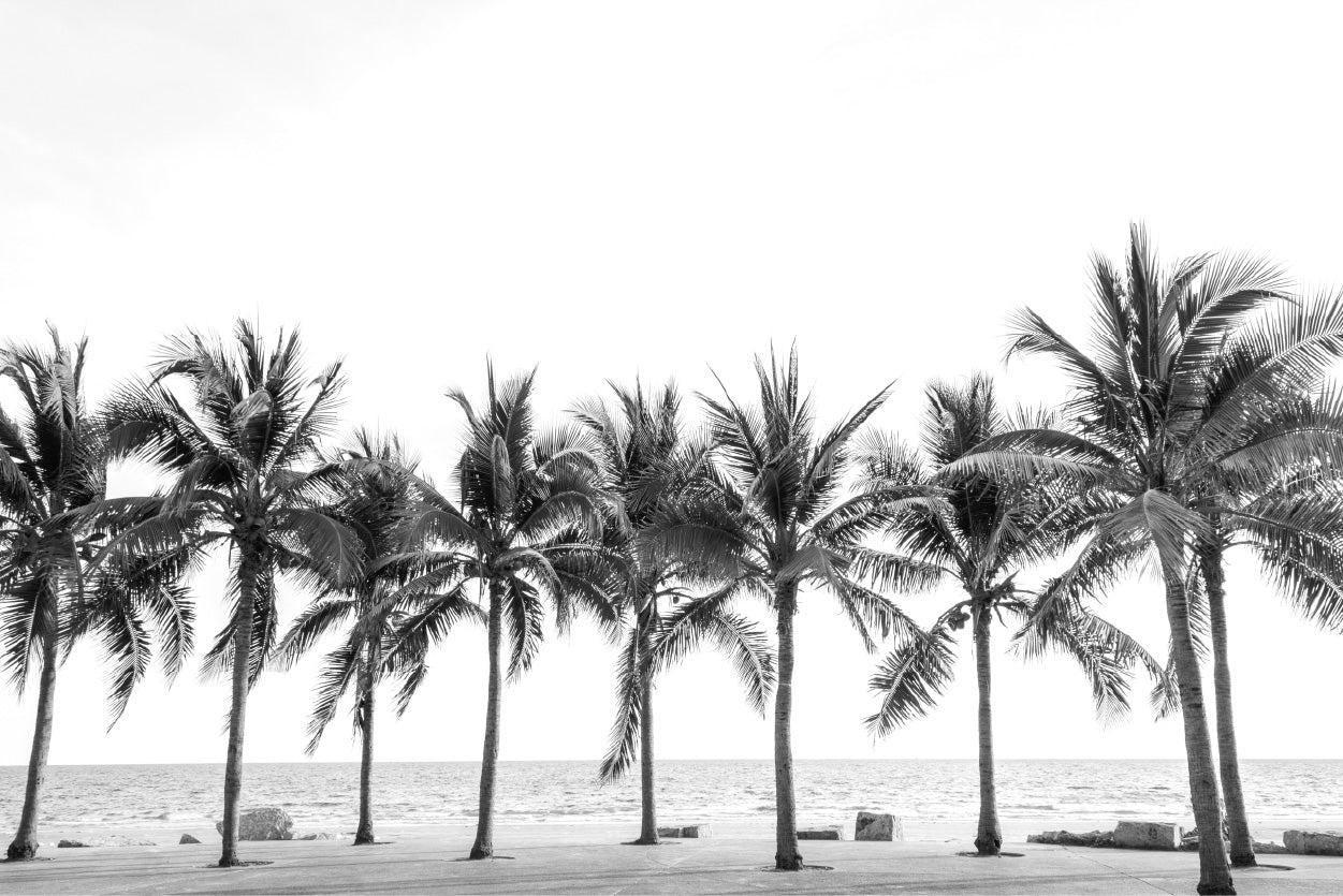 B&W Palm Trees near Beach Photograph Glass Framed Wall Art, Ready to Hang Quality Print