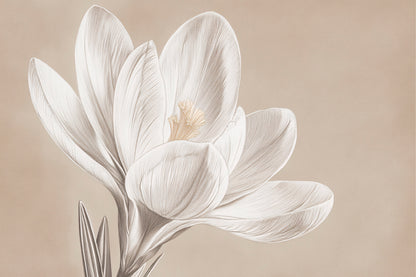Sepia Crocus Bloom Neutral Spring Flower  Wall Art Decor 100% Australian Made