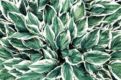 Variegated Hosta Leaves Green Botanical Foliage Pattern Wall Art Decor 100% Australian Made