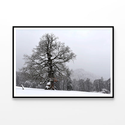 Oak Tree with Forest Scenery Home Decor Premium Quality Poster Print Choose Your Sizes