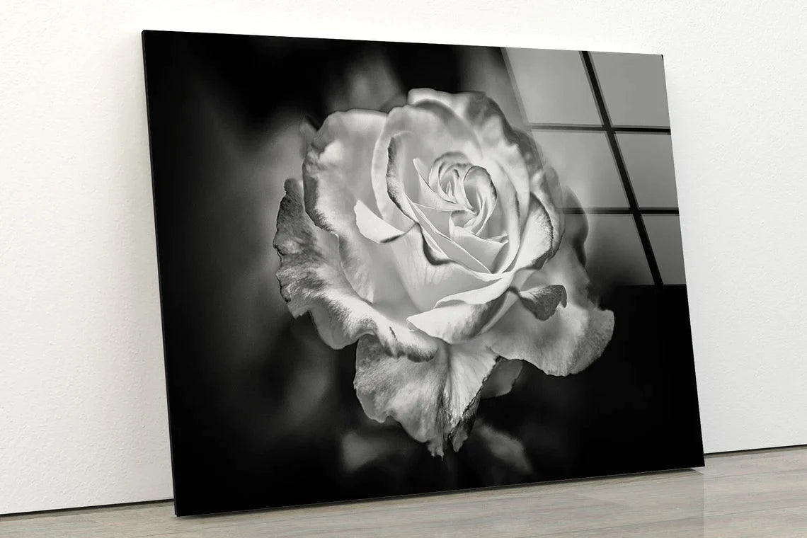 Rose Flower Closeup UV Direct Aluminum Print Australian Made Quality