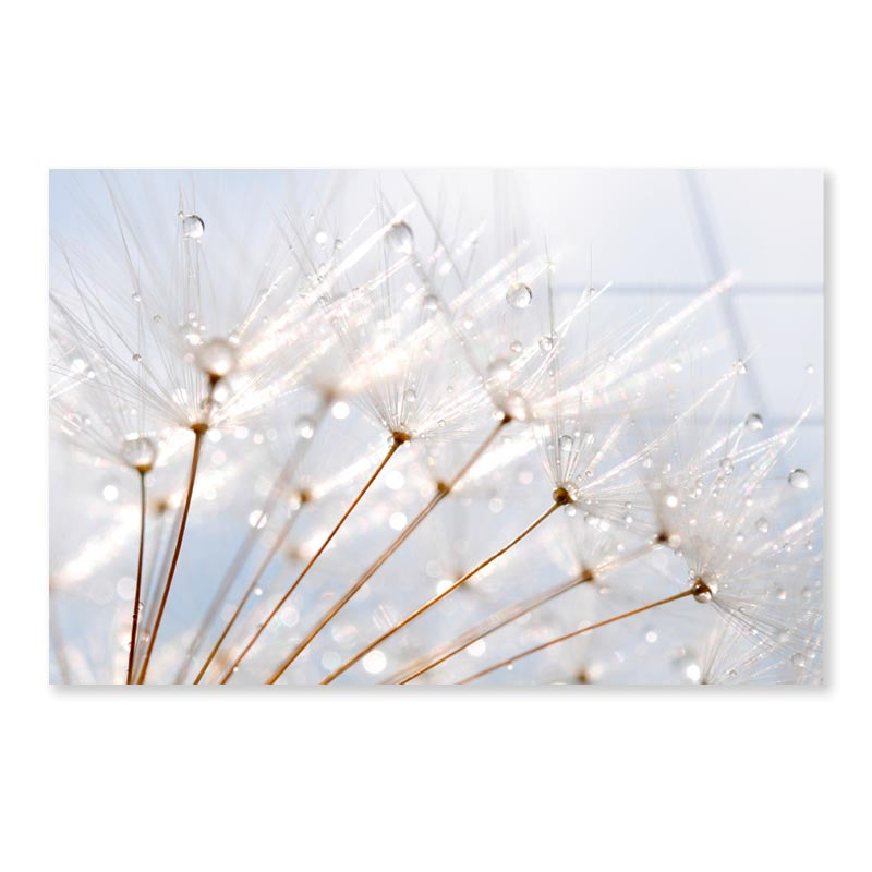 Water Droplet on Dandelion Seeds Acrylic Glass Print Tempered Glass Wall Art 100% Made in Australia Ready to Hang