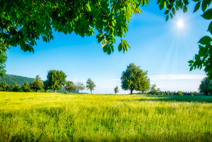 Green Meadow with Fruit Trees in the Sunshine Home Decor Premium Quality Poster Print Choose Your Sizes