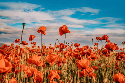Remember for Anzac Historic war memory Poppy Field Australia Wall Art Decor 100% Australian Made