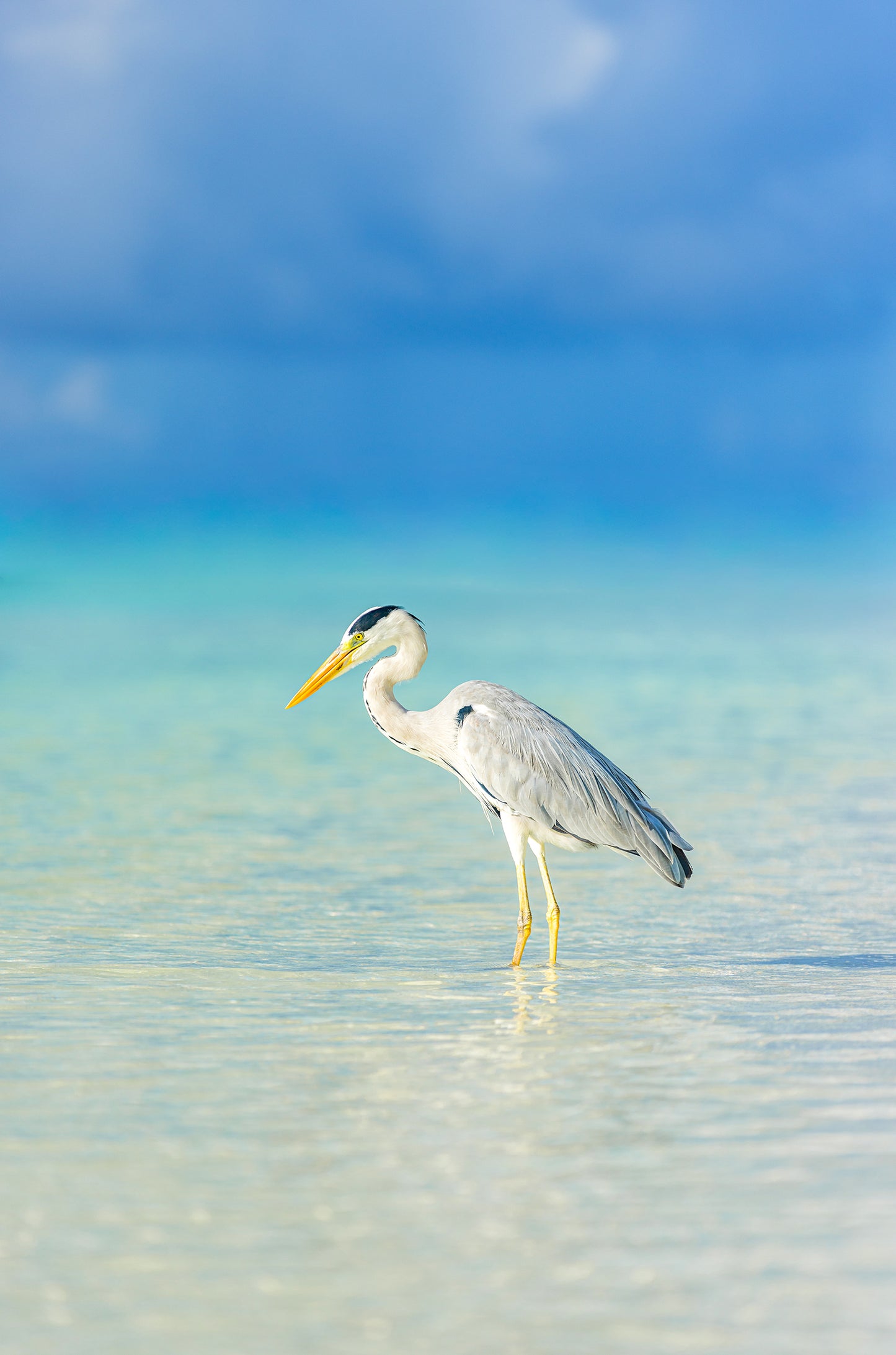 Grey Heron Wetland Bird Lagoon 60x90cm Metal Print Ready to Hang