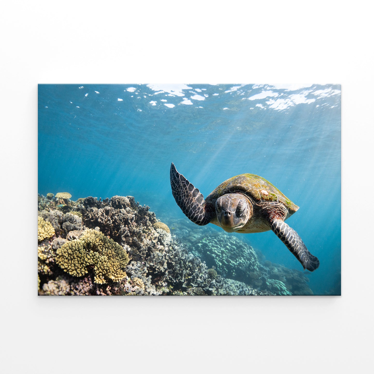Ningaloo Reef Western Australia Sea Turtle Wall Art Decor 100% Australian Made