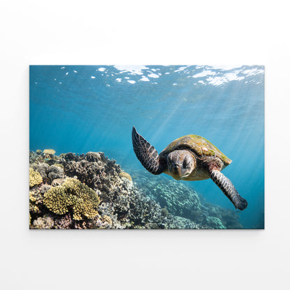 Ningaloo Reef Western Australia Sea Turtle Wall Art Decor 100% Australian Made