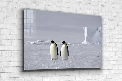 Penguins on Ice Field UV Direct Aluminum Print Australian Made Quality