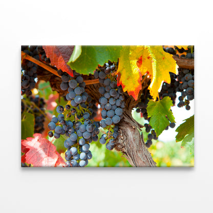Vineyards of Barossa Valley South Australia Wall Art Decor 100% Australian Made