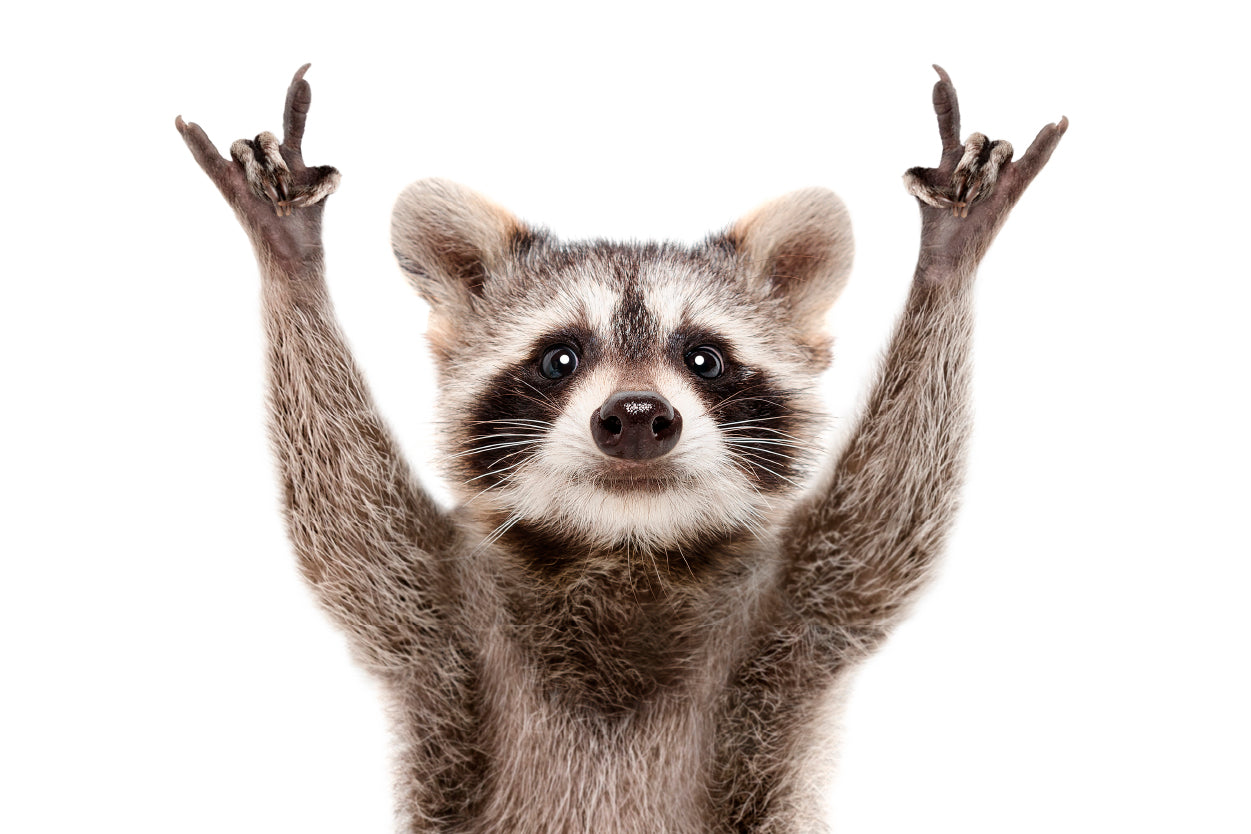 Funny Raccoon Rock On Hand Sign Wall Art Decor 100% Australian Made