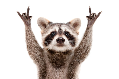 Funny Raccoon Rock On Hand Sign Wall Art Decor 100% Australian Made