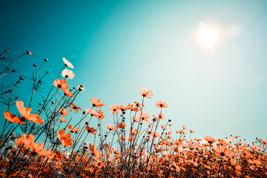 Cosmos Flower Field On Sky Spring Print 100% Australian Made
