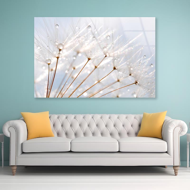 Water Droplet on Dandelion Seeds Acrylic Glass Print Tempered Glass Wall Art 100% Made in Australia Ready to Hang