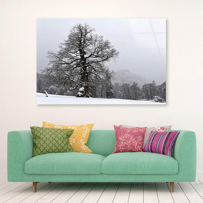 Oak Tree with Forest Scenery Acrylic Glass Print Tempered Glass Wall Art 100% Made in Australia Ready to Hang